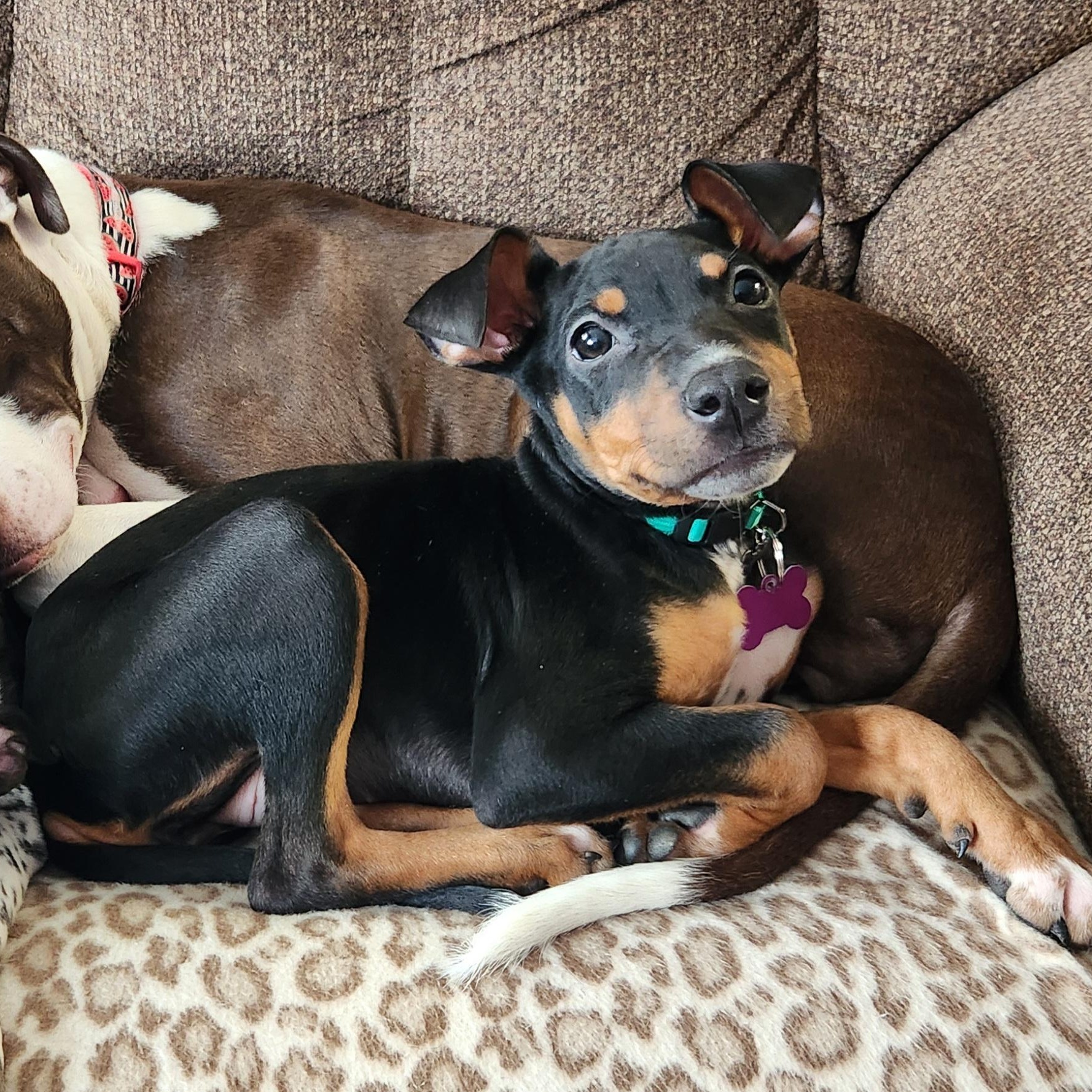 Enlarge Harmony, a ADOPTABLE mixed breed in Livonia, MI image 3/5