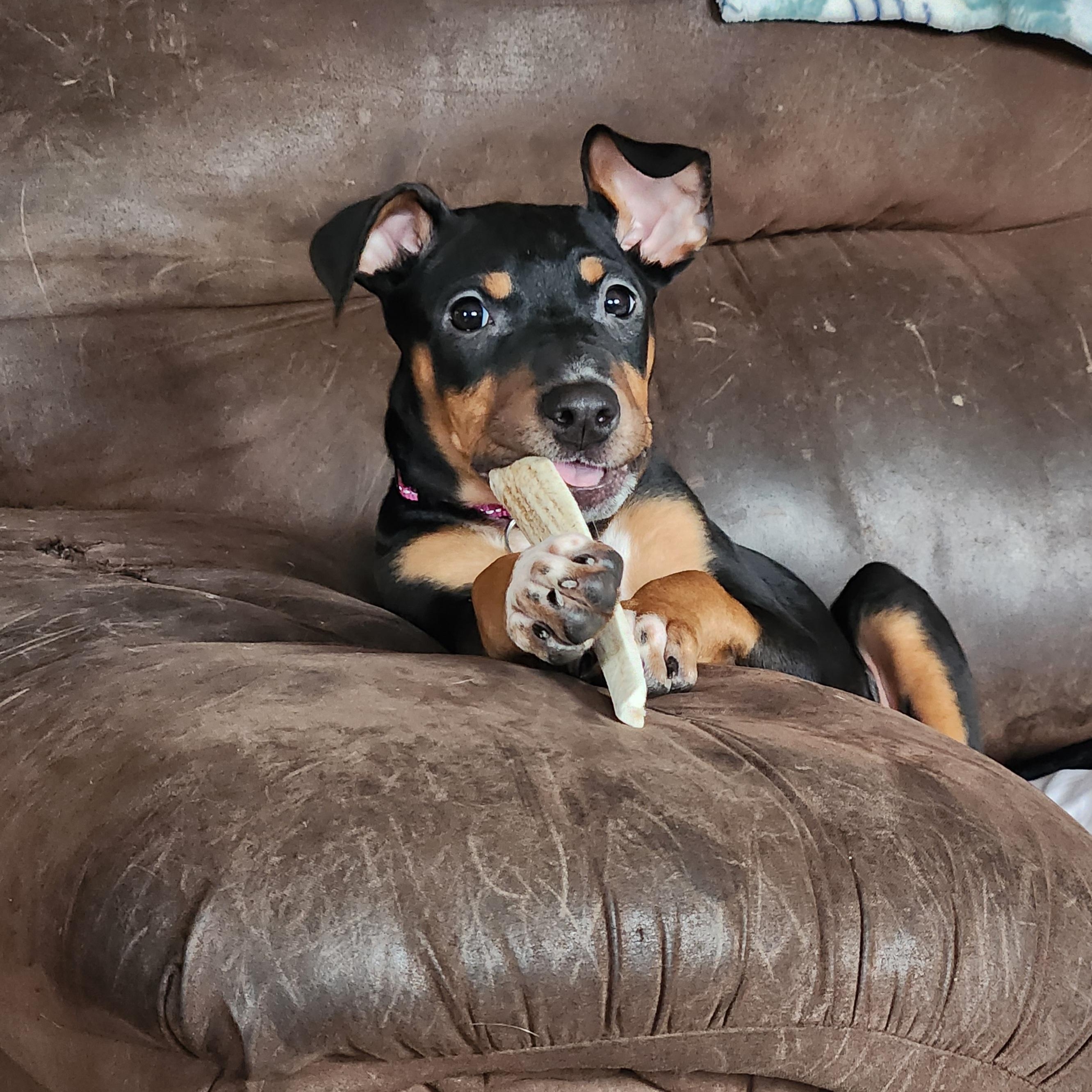 Enlarge Harmony, a ADOPTABLE mixed breed in Livonia, MI image 4/5