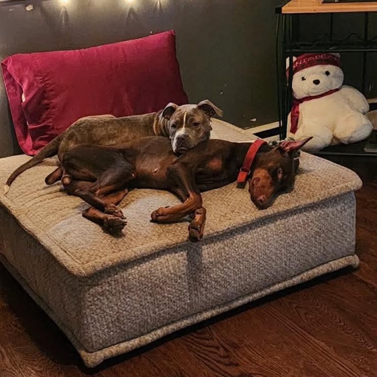 Enlarge Harmony, a ADOPTABLE mixed breed in Livonia, MI image 5/5