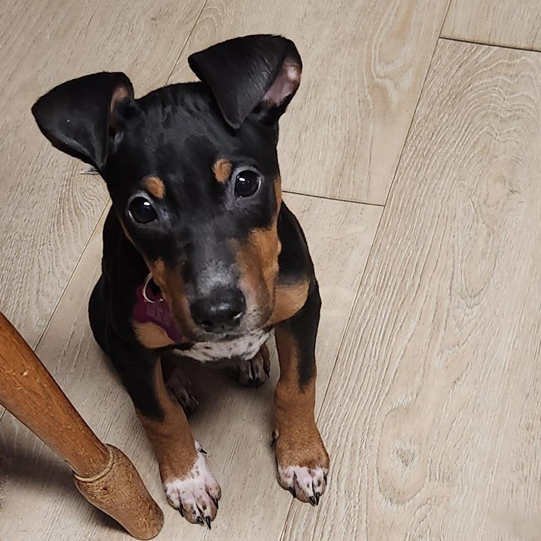 Enlarge Harmony, a ADOPTABLE mixed breed in Livonia, MI image 1/5