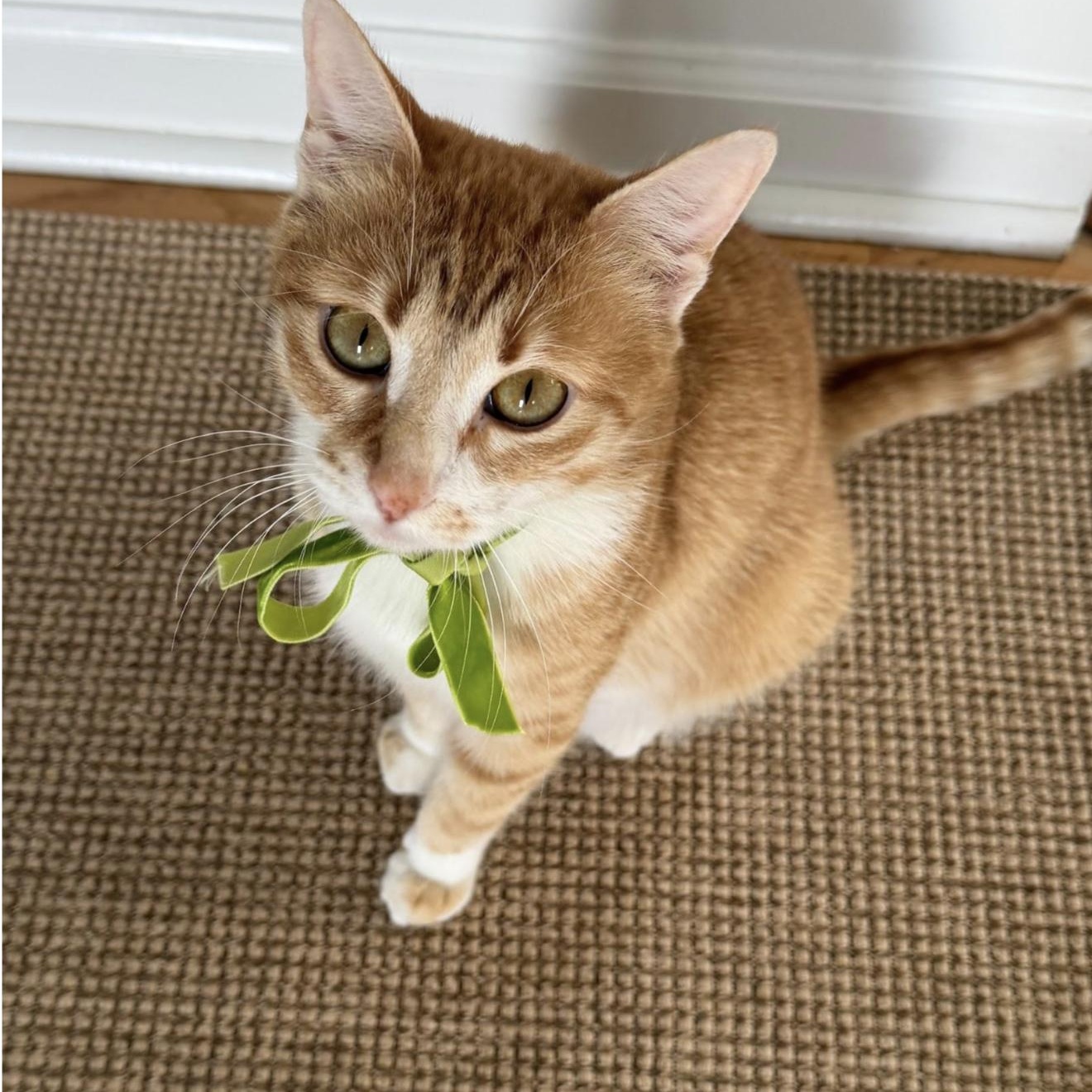 Trixie, a ADOPTABLE Tabby in Stamford, CT image 1/4