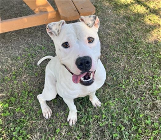 DUCKIE, Adoptable, Adult Male Pit Bull Terrier.