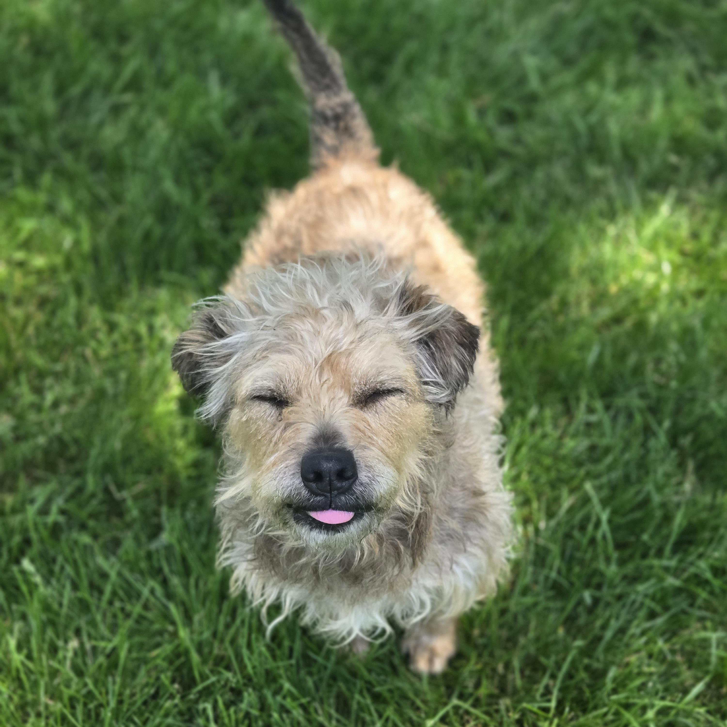 Kent, a ADOPTABLE mixed breed in Normal, IL image 5/6