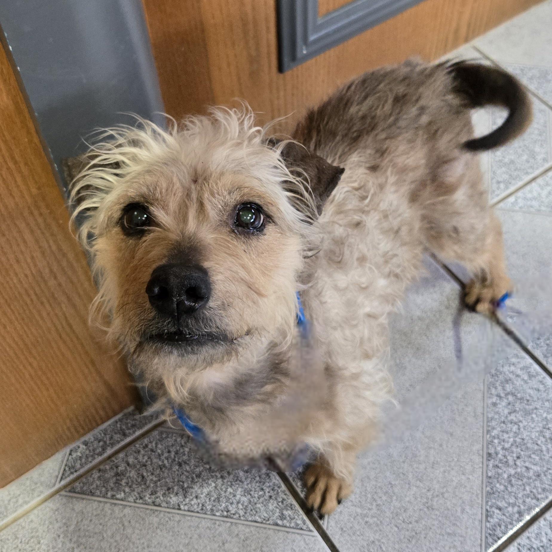 Enlarge Kent, a ADOPTABLE mixed breed in Normal, IL image 5/6