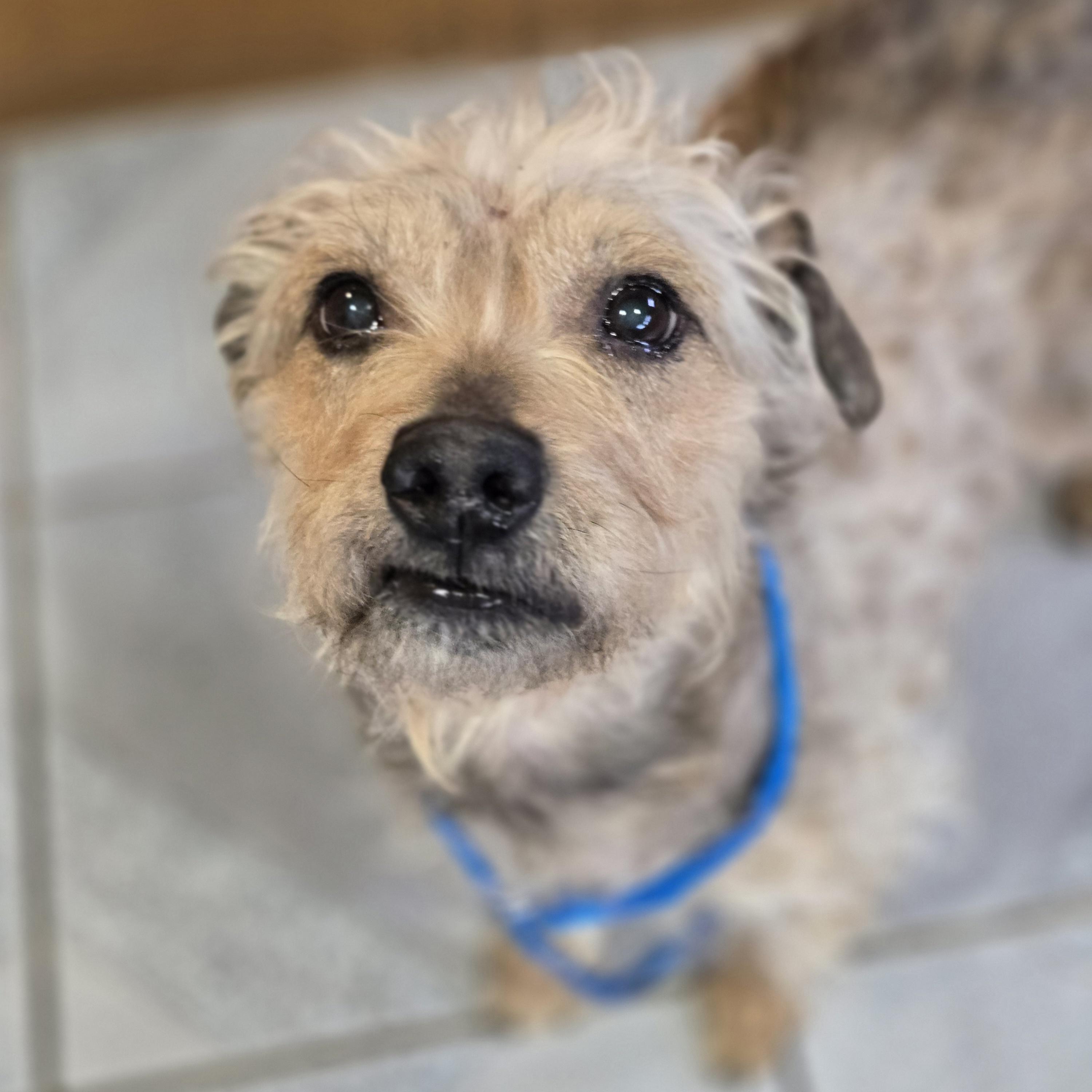 Enlarge Kent, a ADOPTABLE mixed breed in Normal, IL image 6/6