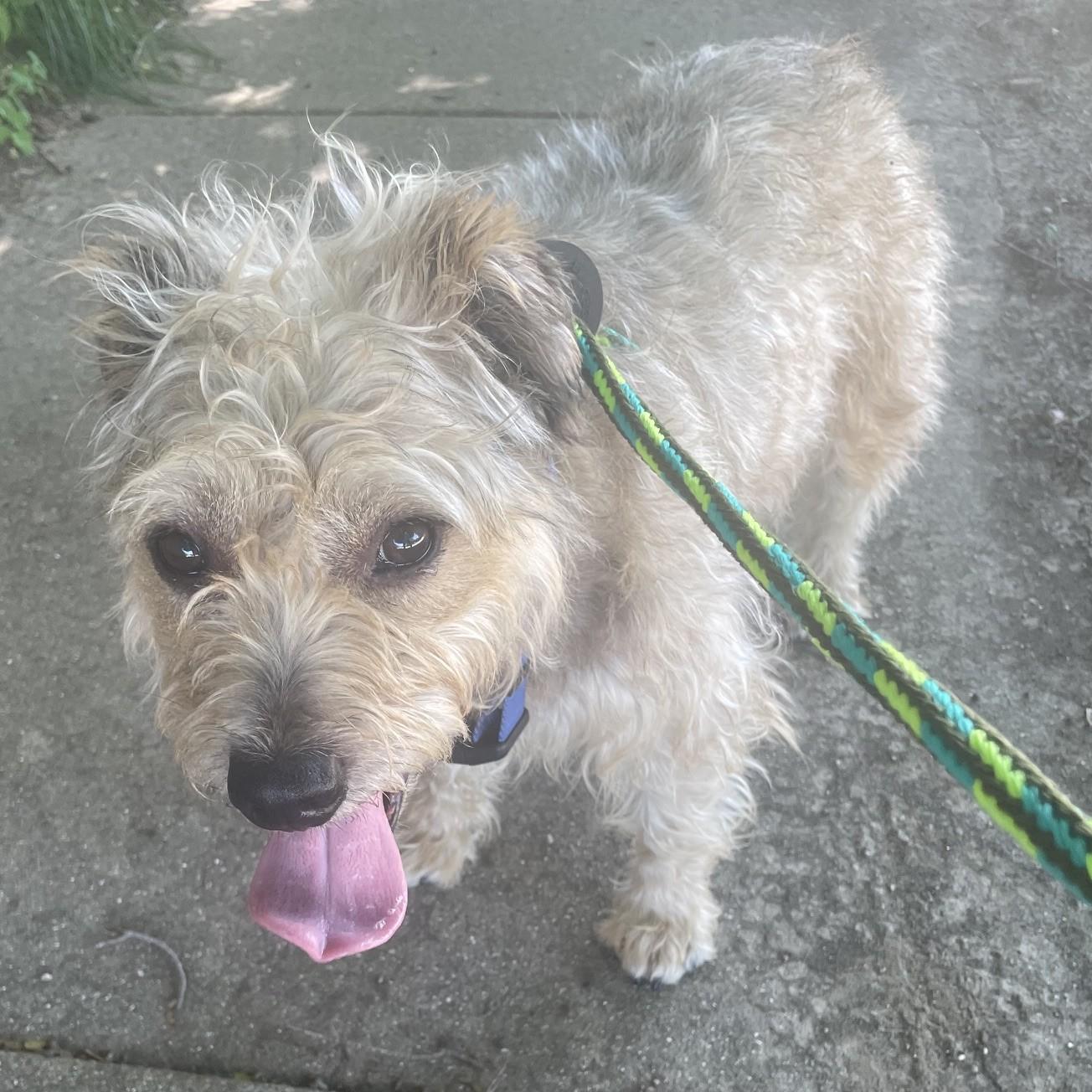 Enlarge Kent, a ADOPTABLE mixed breed in Normal, IL image 6/6