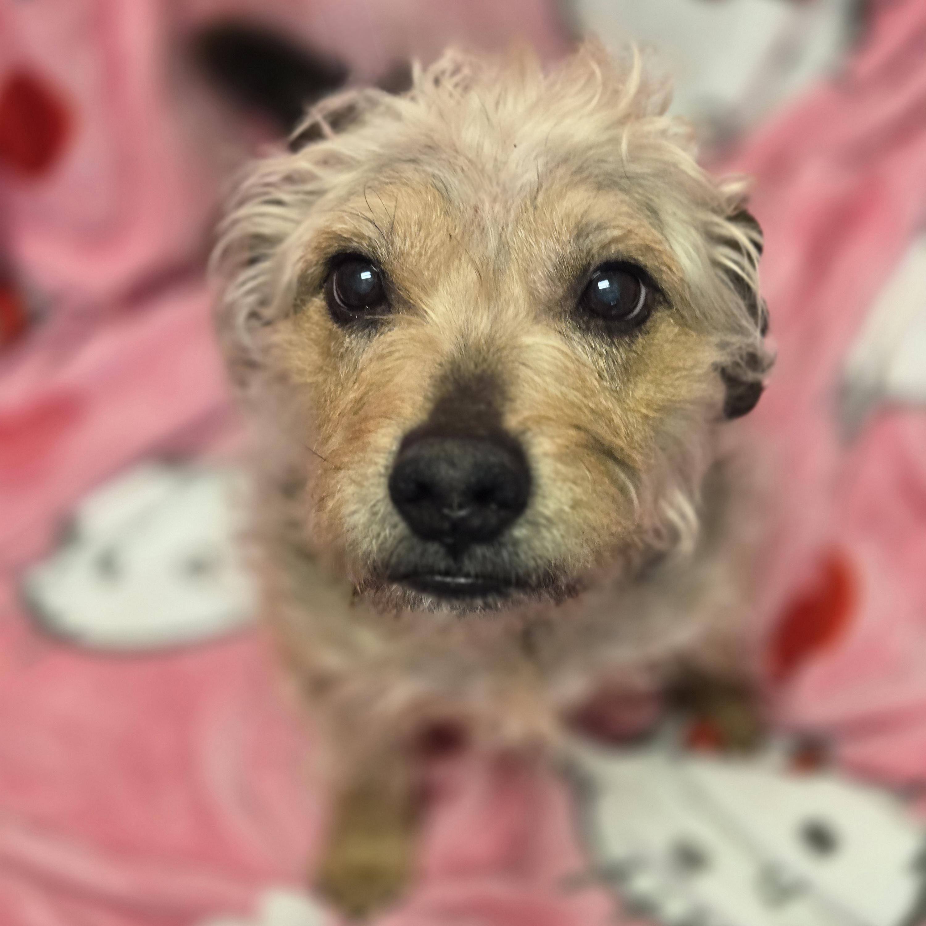 Enlarge Kent, a ADOPTABLE mixed breed in Normal, IL image 4/6