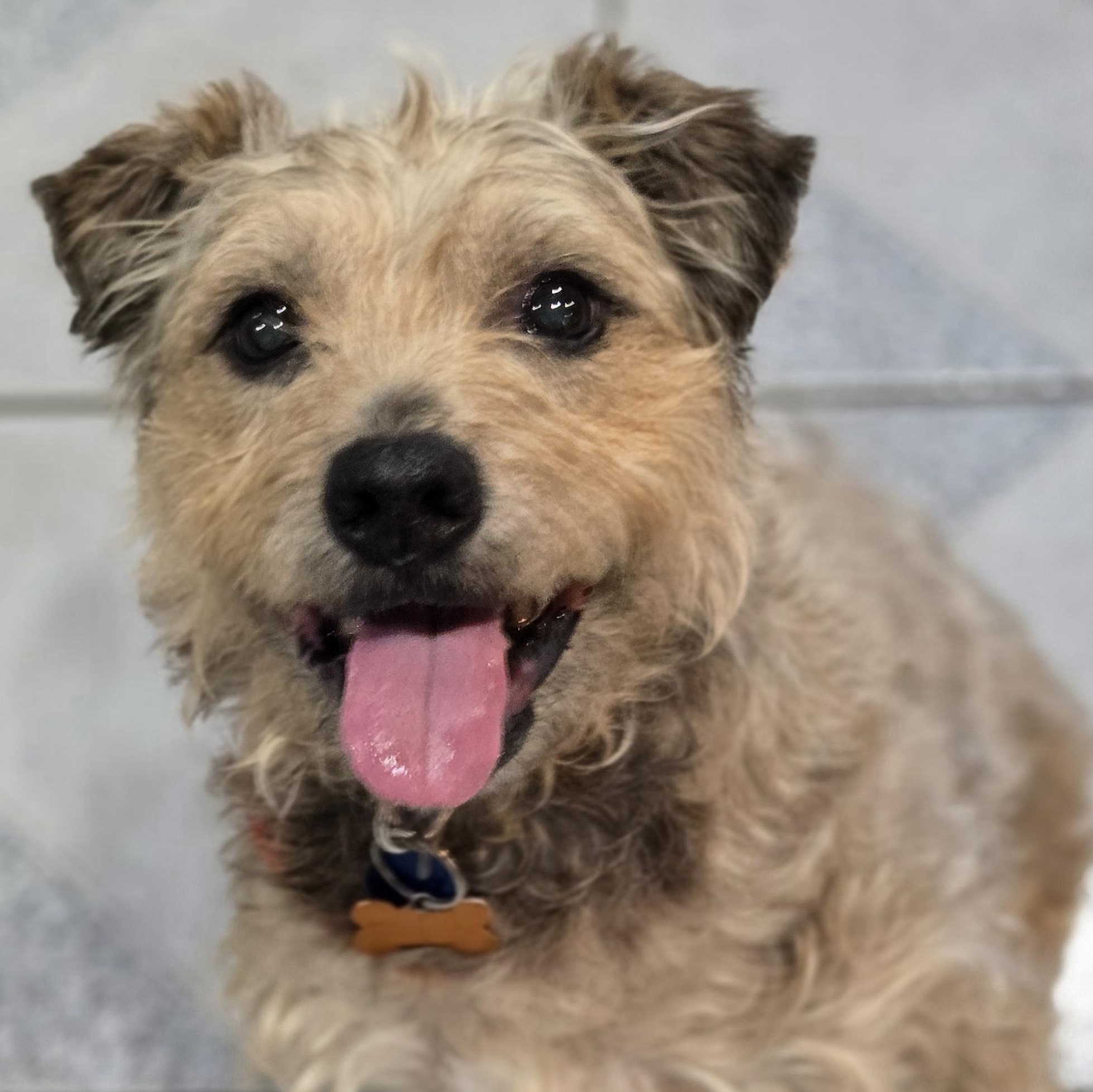 Kent, a ADOPTABLE mixed breed in Normal, IL image 1/6