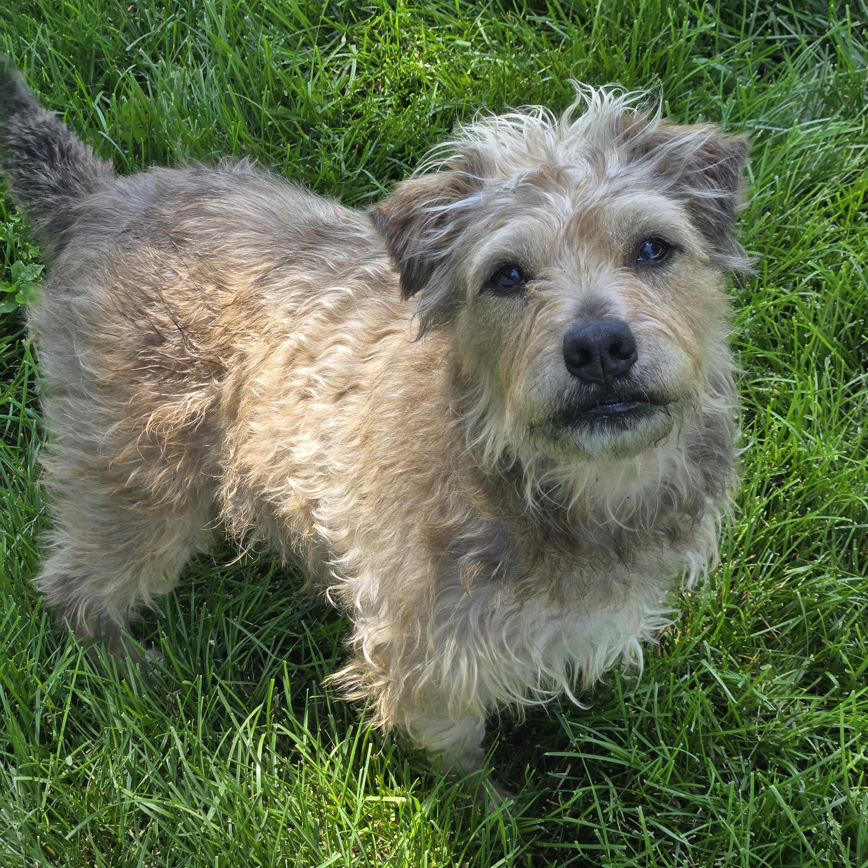 Kent, a ADOPTABLE mixed breed in Normal, IL image 2/6