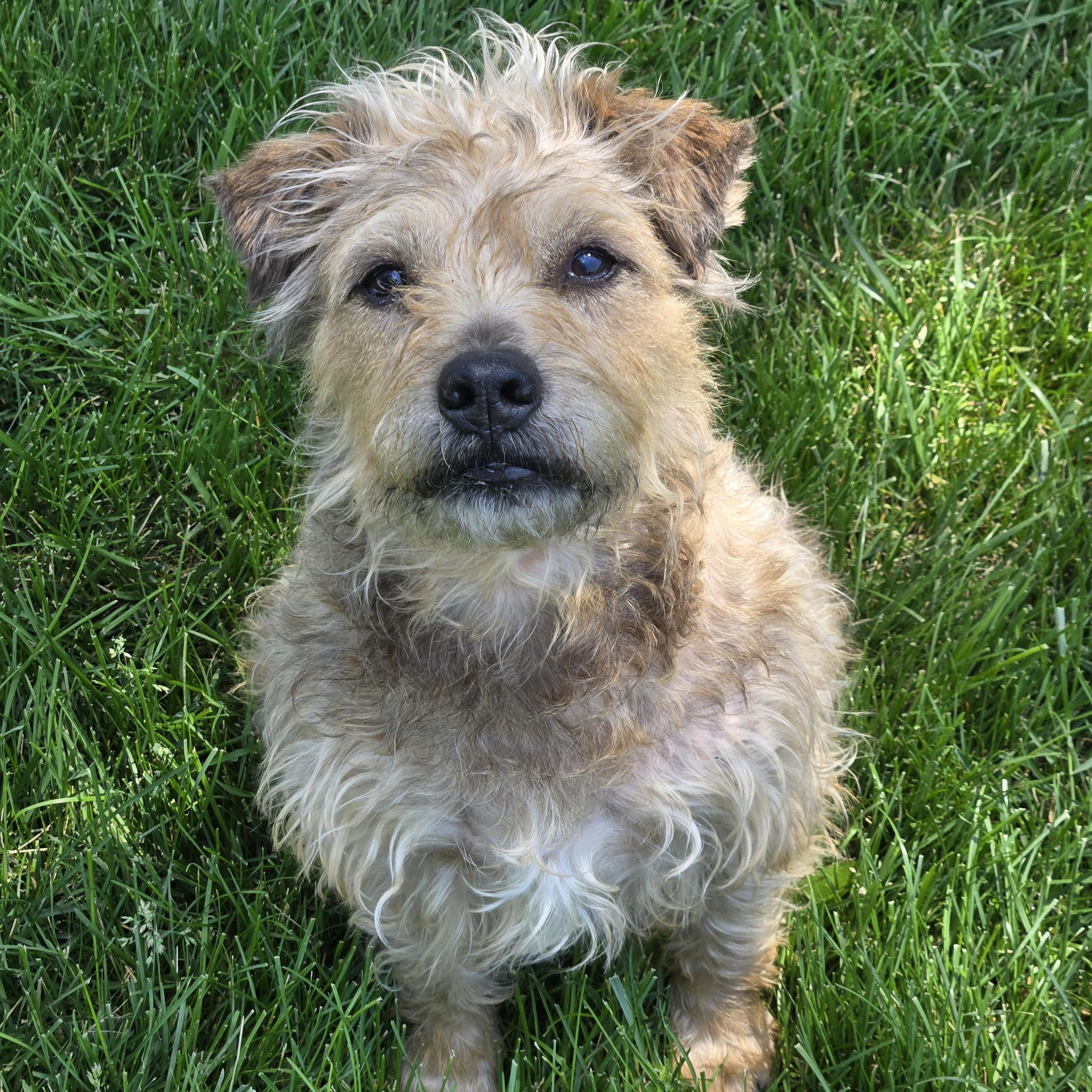 Kent, a ADOPTABLE mixed breed in Normal, IL image 3/6