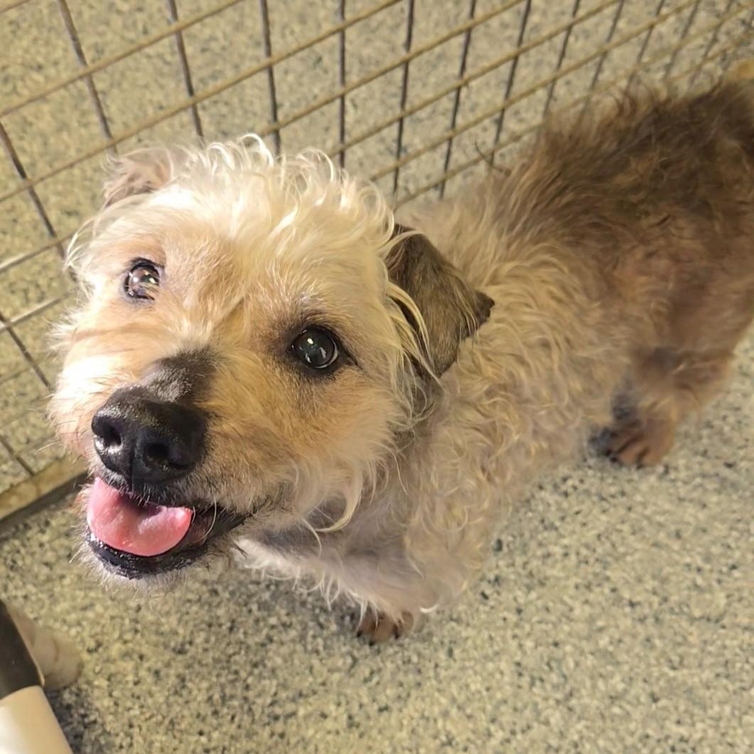 Enlarge Kent, a ADOPTABLE mixed breed in Normal, IL image 3/6