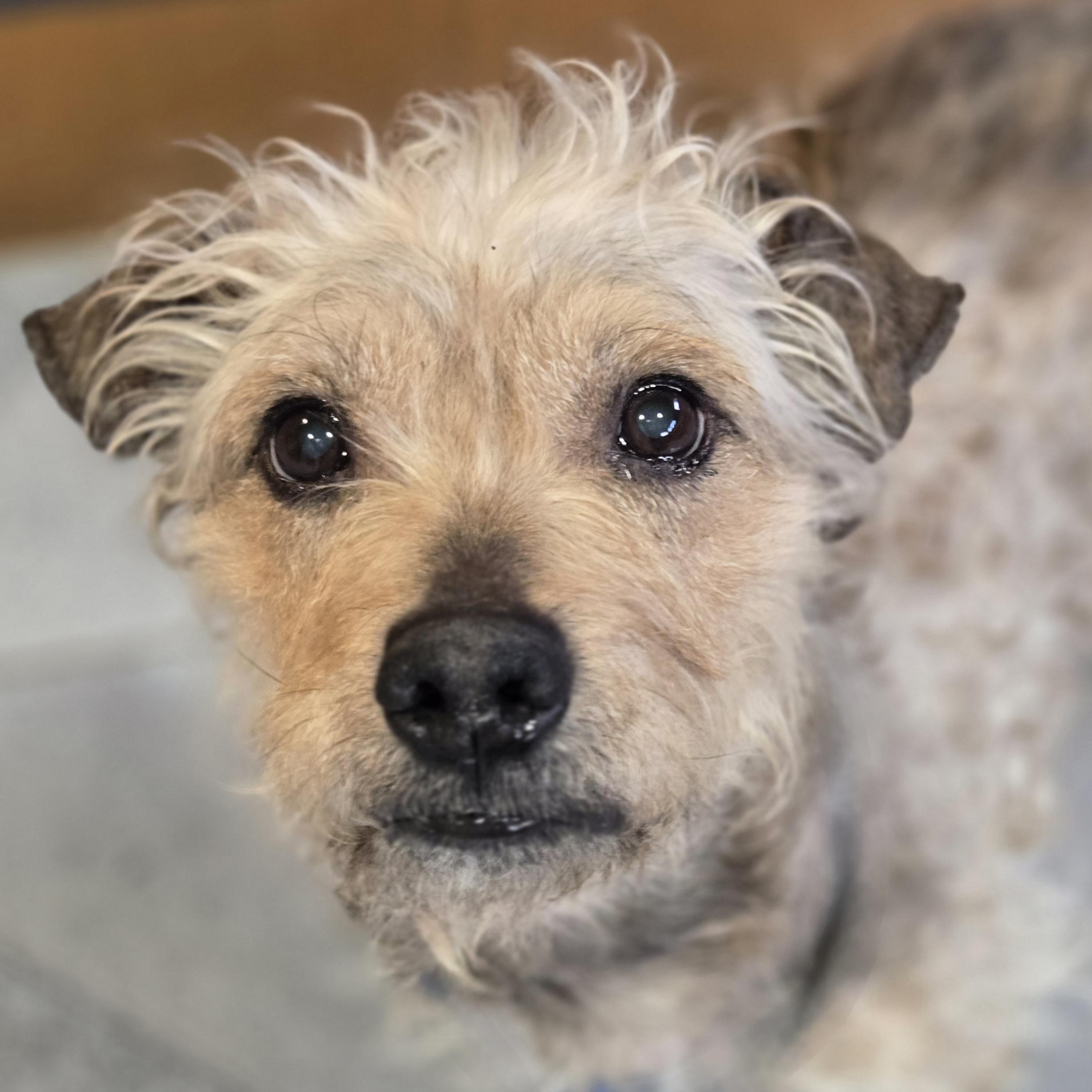 Kent, ADOPTABLE, Senior Male Terrier.