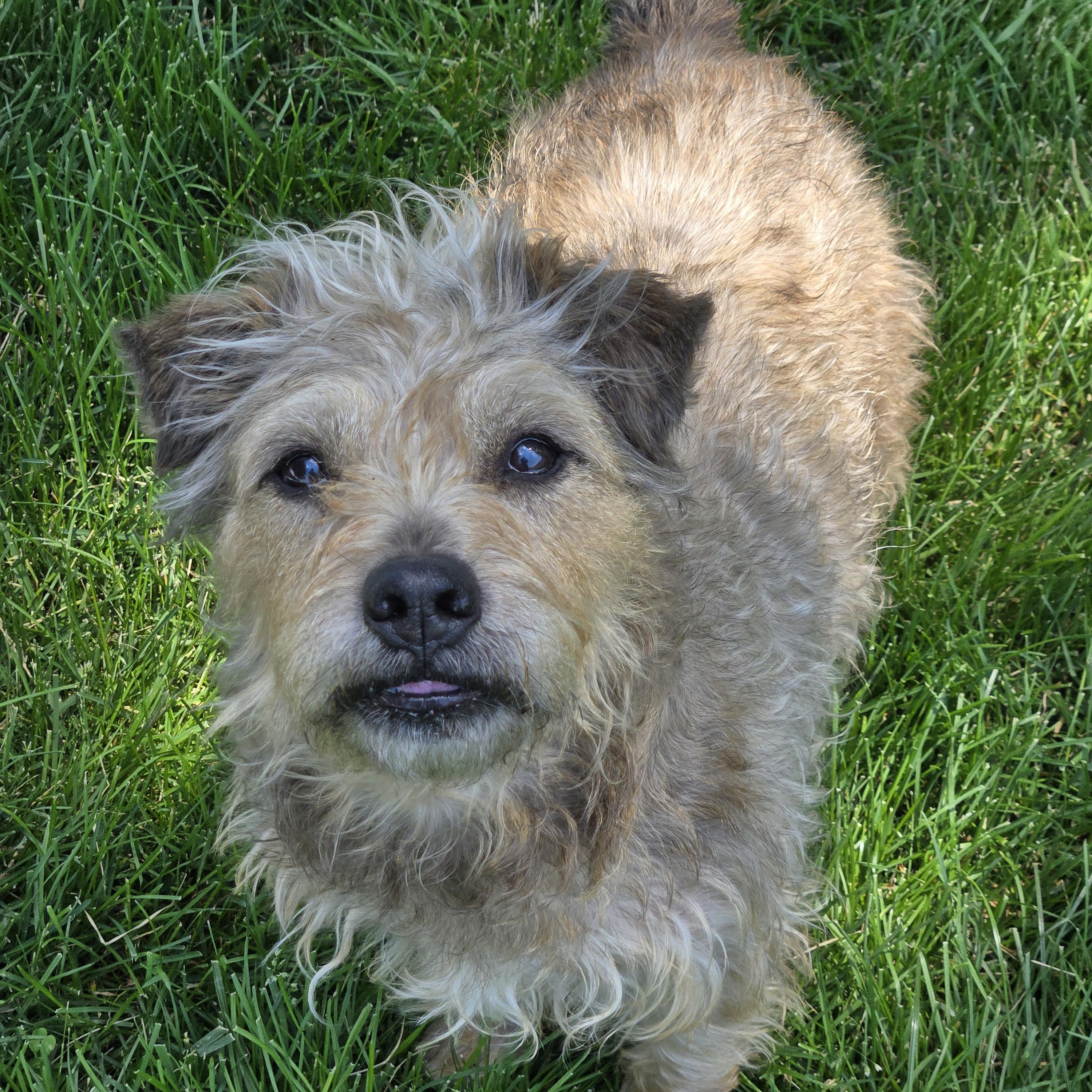 Kent, a ADOPTABLE mixed breed in Normal, IL image 6/6