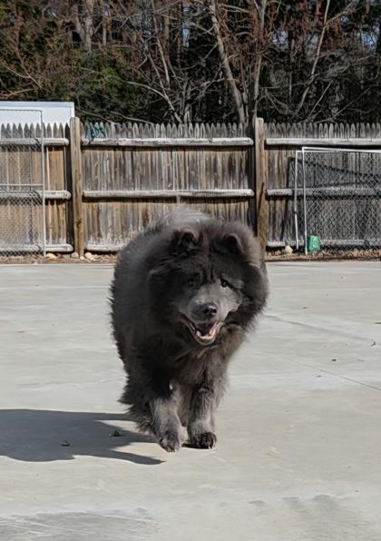 Baby, a ADOPTABLE mixed breed in Nashua, NH image 2/3