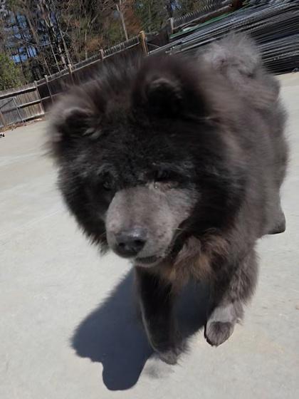 Baby, a ADOPTABLE mixed breed in Nashua, NH image 3/3