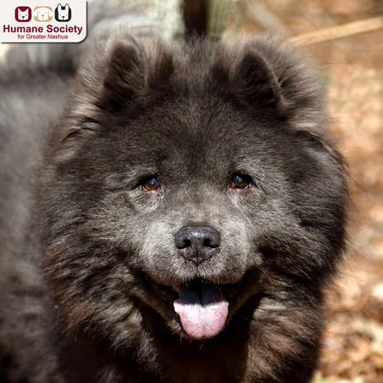 Baby, ADOPTABLE, Senior Male Chow Chow.