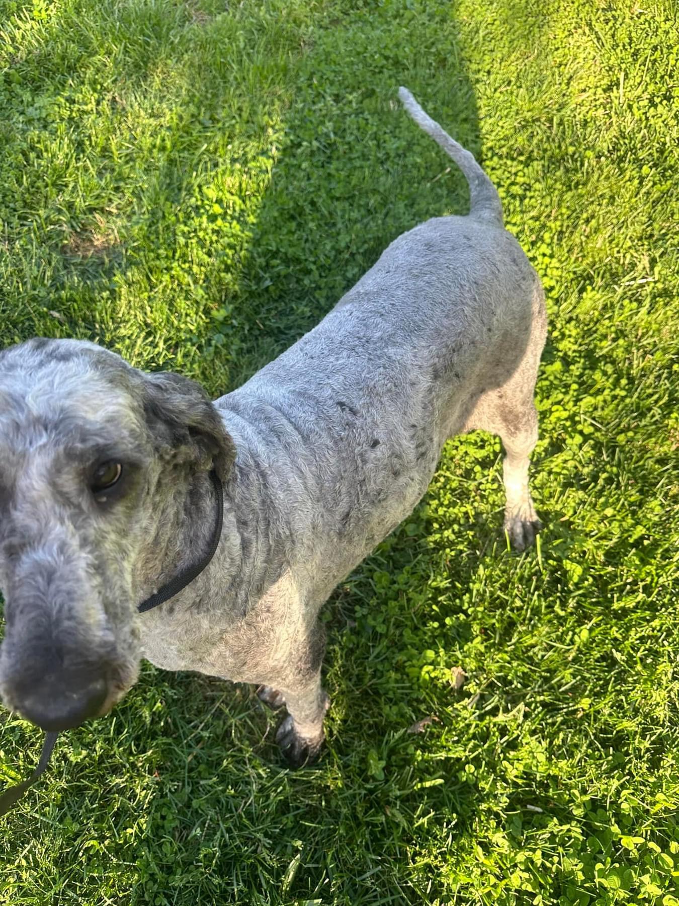 Enlarge Mona, an adopted Standard Poodle in Powell, TN image 3/5