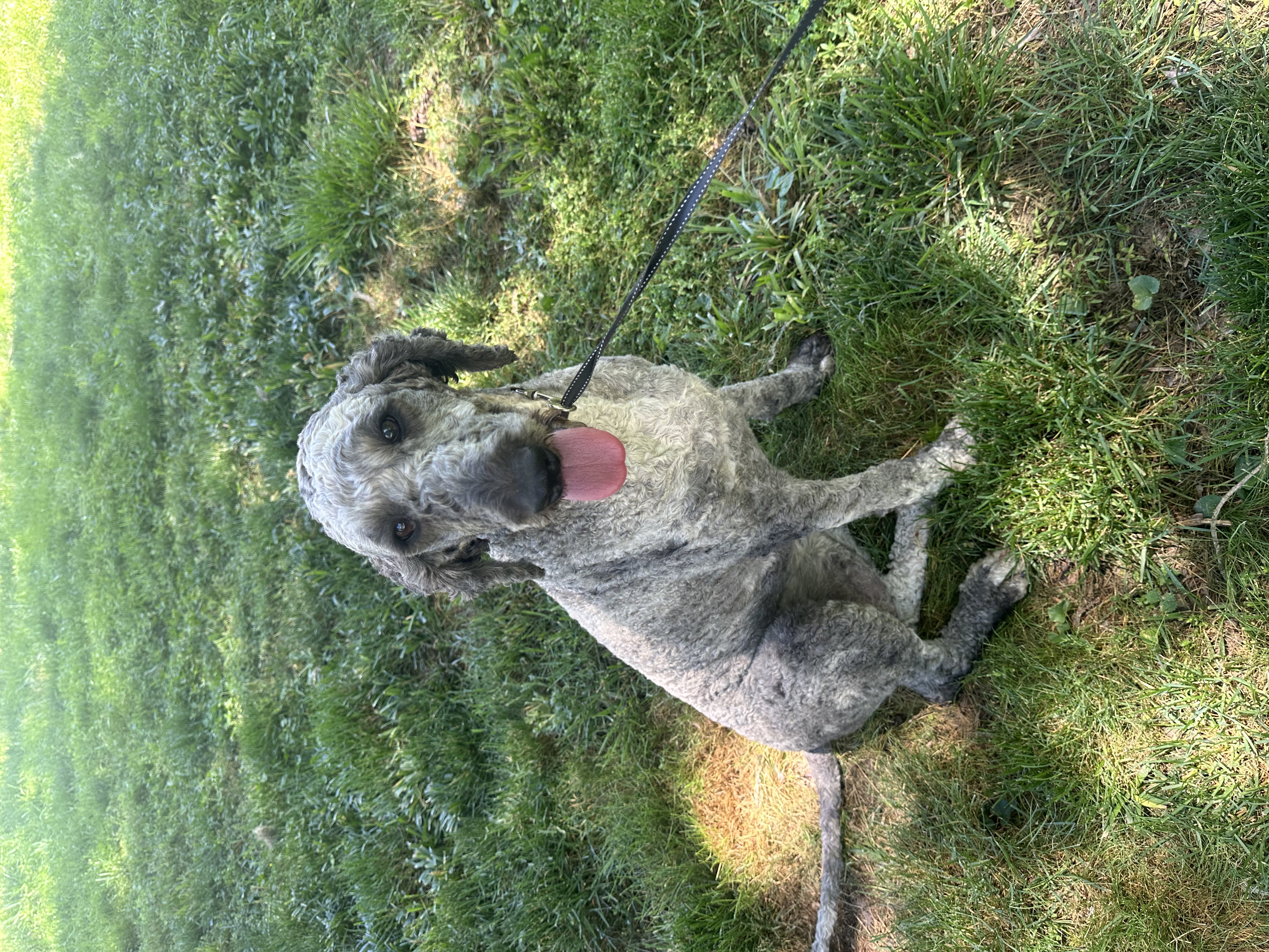 Enlarge Mona, an adopted Standard Poodle in Powell, TN image 4/5