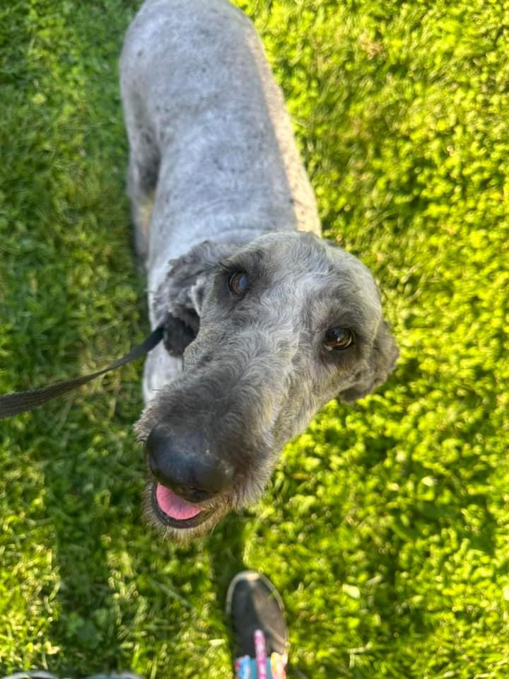 Enlarge Mona, an adopted Standard Poodle in Powell, TN image 2/5
