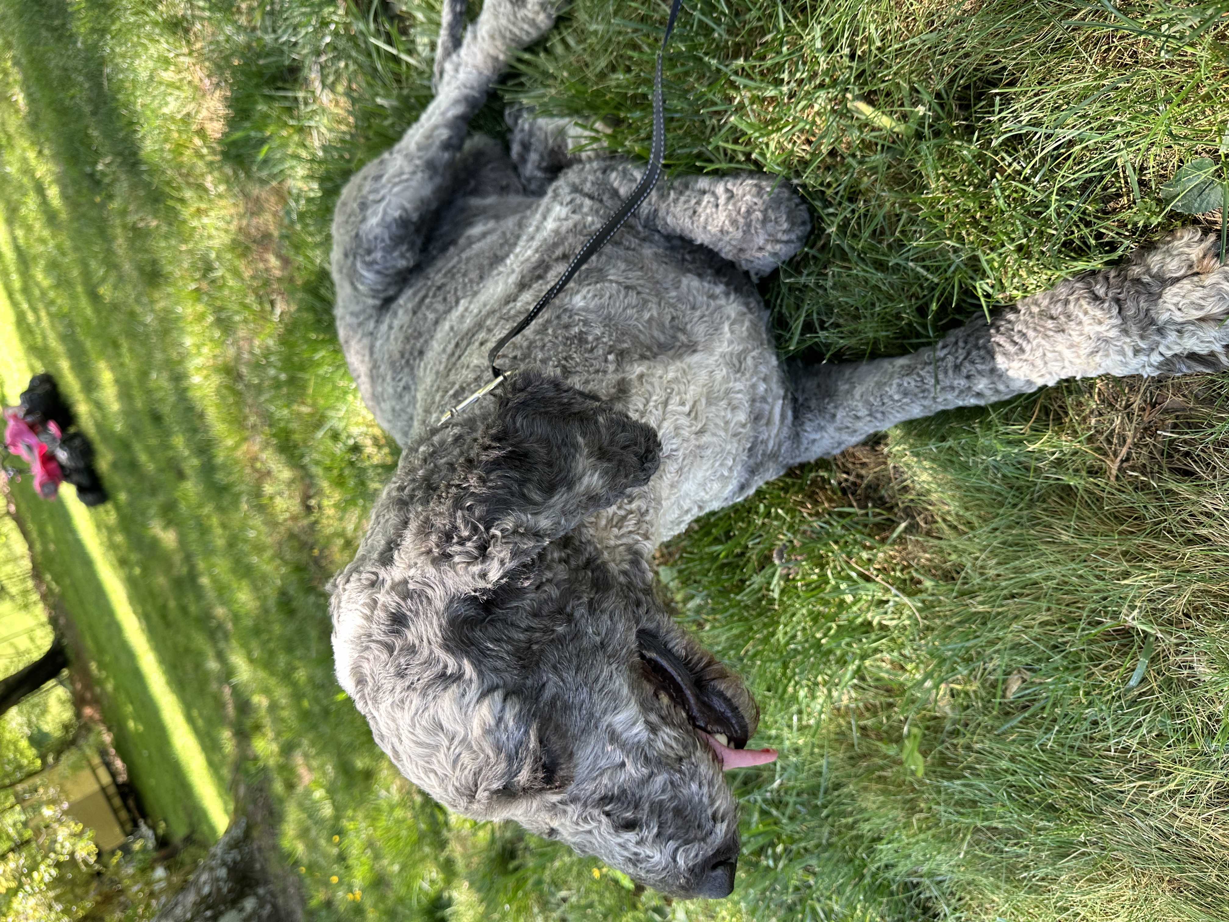 Enlarge Mona, an adopted Standard Poodle in Powell, TN image 5/5