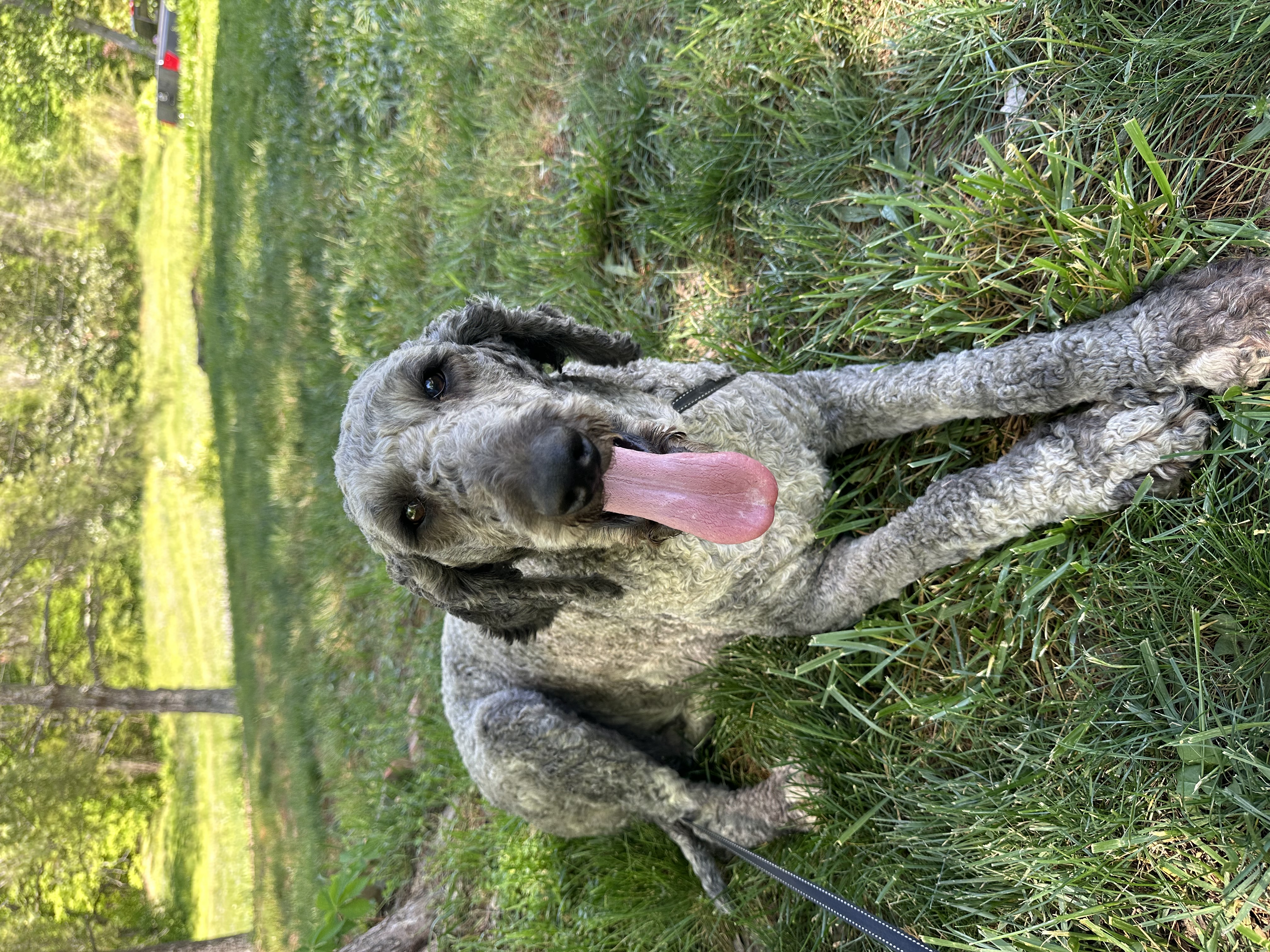 Enlarge Mona, an adopted Standard Poodle in Powell, TN image 1/5