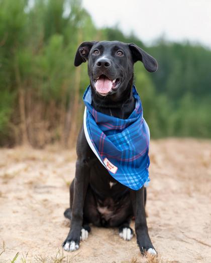 Frankenpup — thumbnail 2