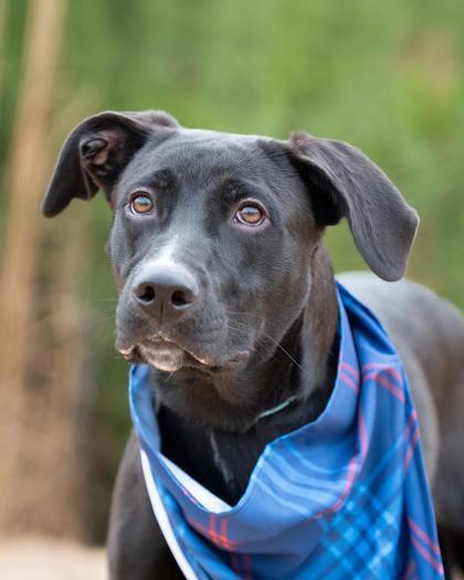 Frankenpup — thumbnail 3