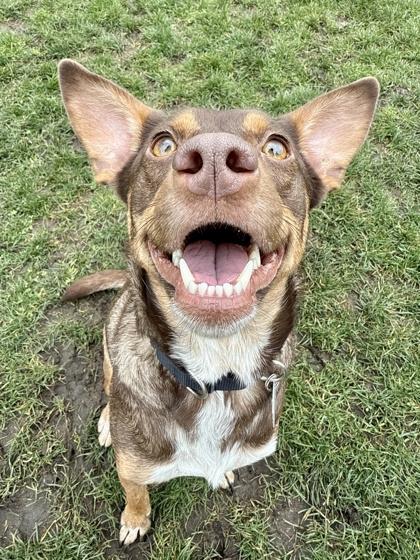 Enlarge Millie, an adopted Mixed Breed in Roseburg, OR image 1/1