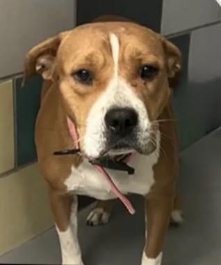 DIXIE, an adoption pending mixed breed in Portland , OR image 3/4