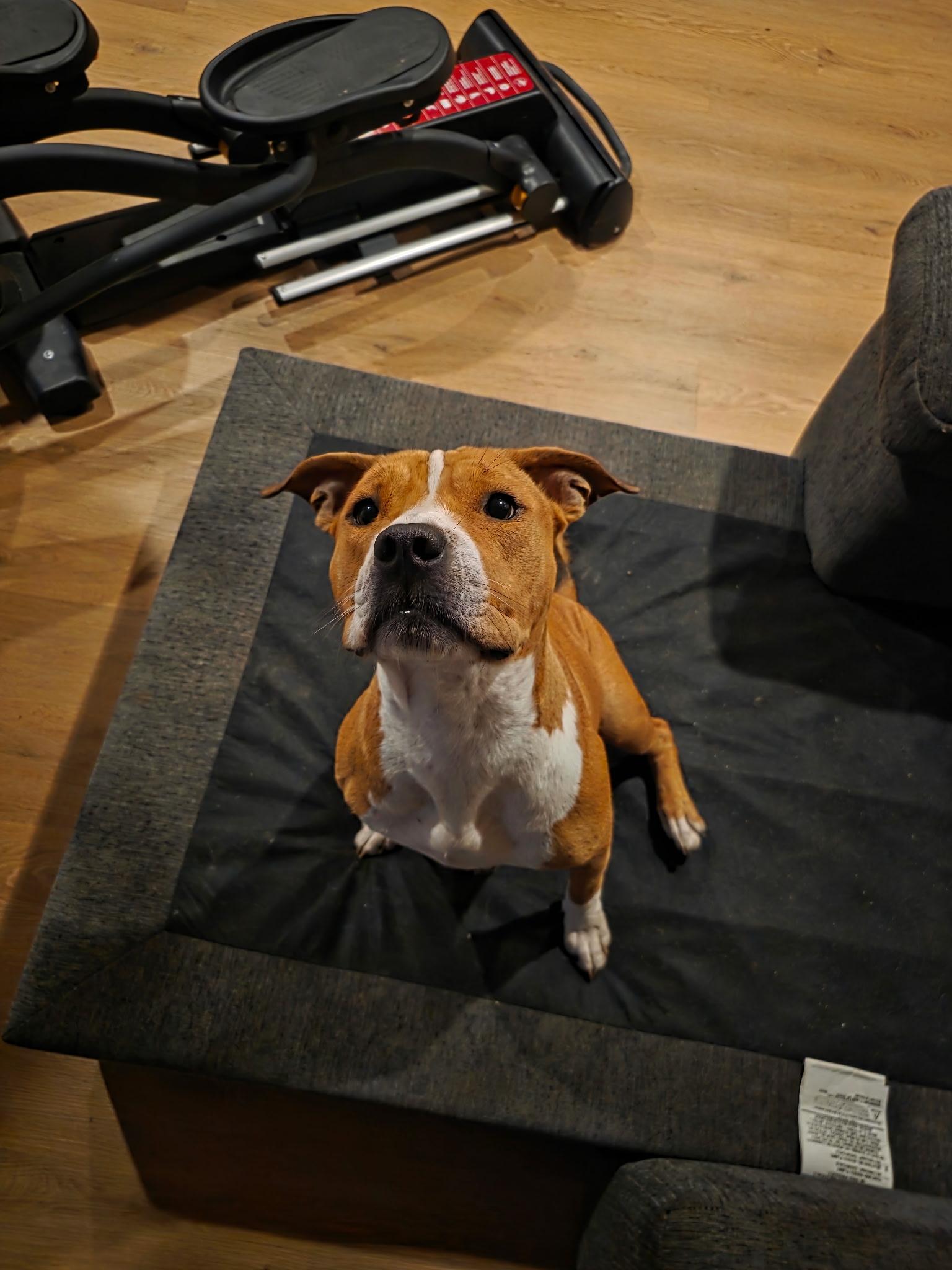 DIXIE, an adoption pending mixed breed in Portland , OR image 4/4