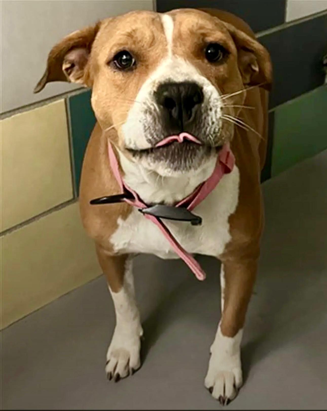 DIXIE, an adoption pending mixed breed in Portland , OR image 1/4