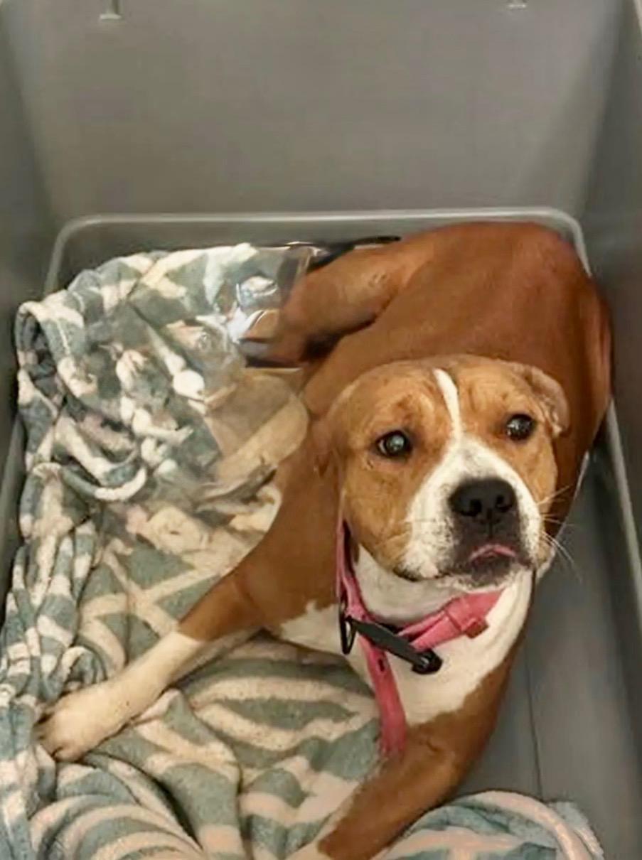 DIXIE, an adoption pending mixed breed in Portland , OR image 2/4