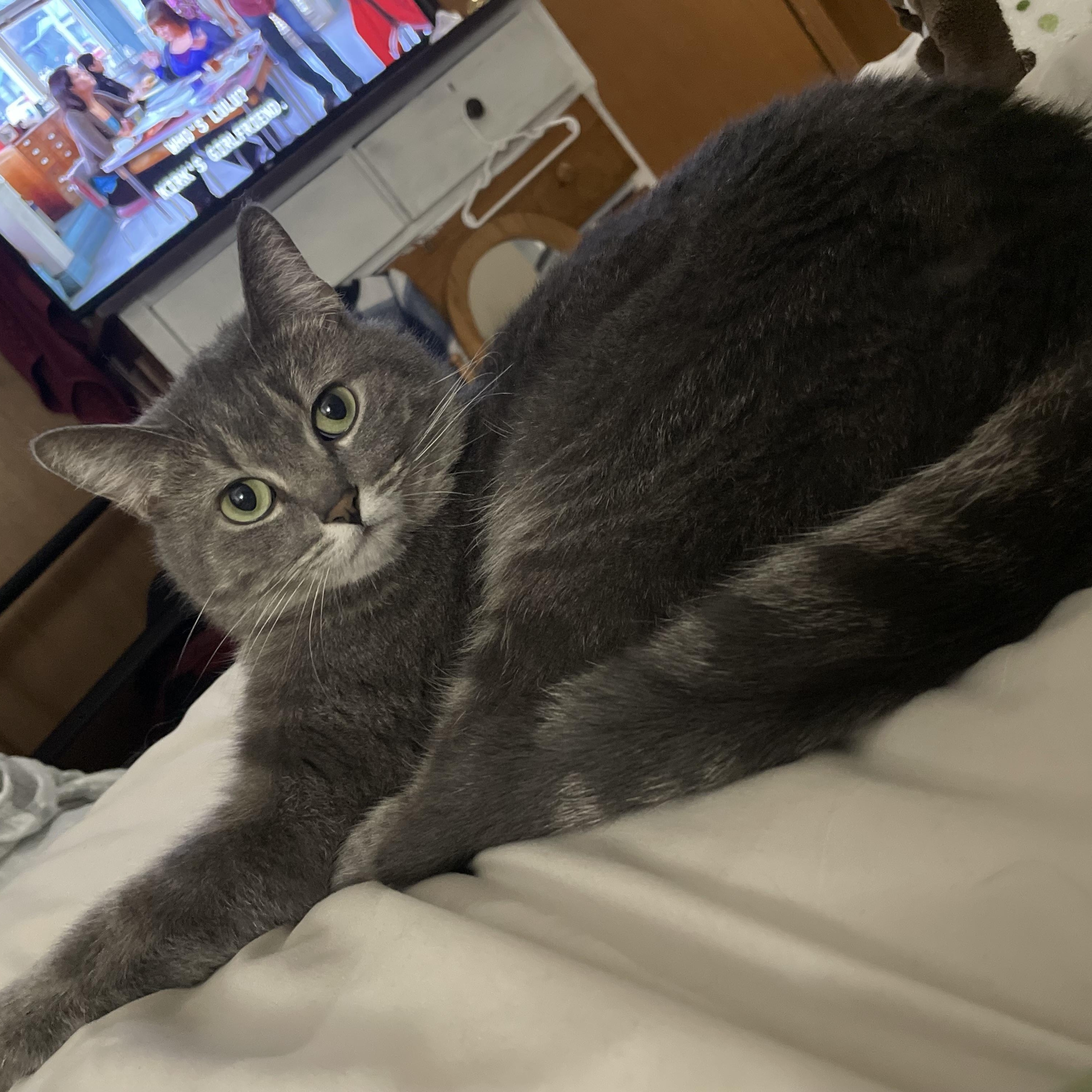 Jordie, Adopted, Adult Female Domestic Short Hair.