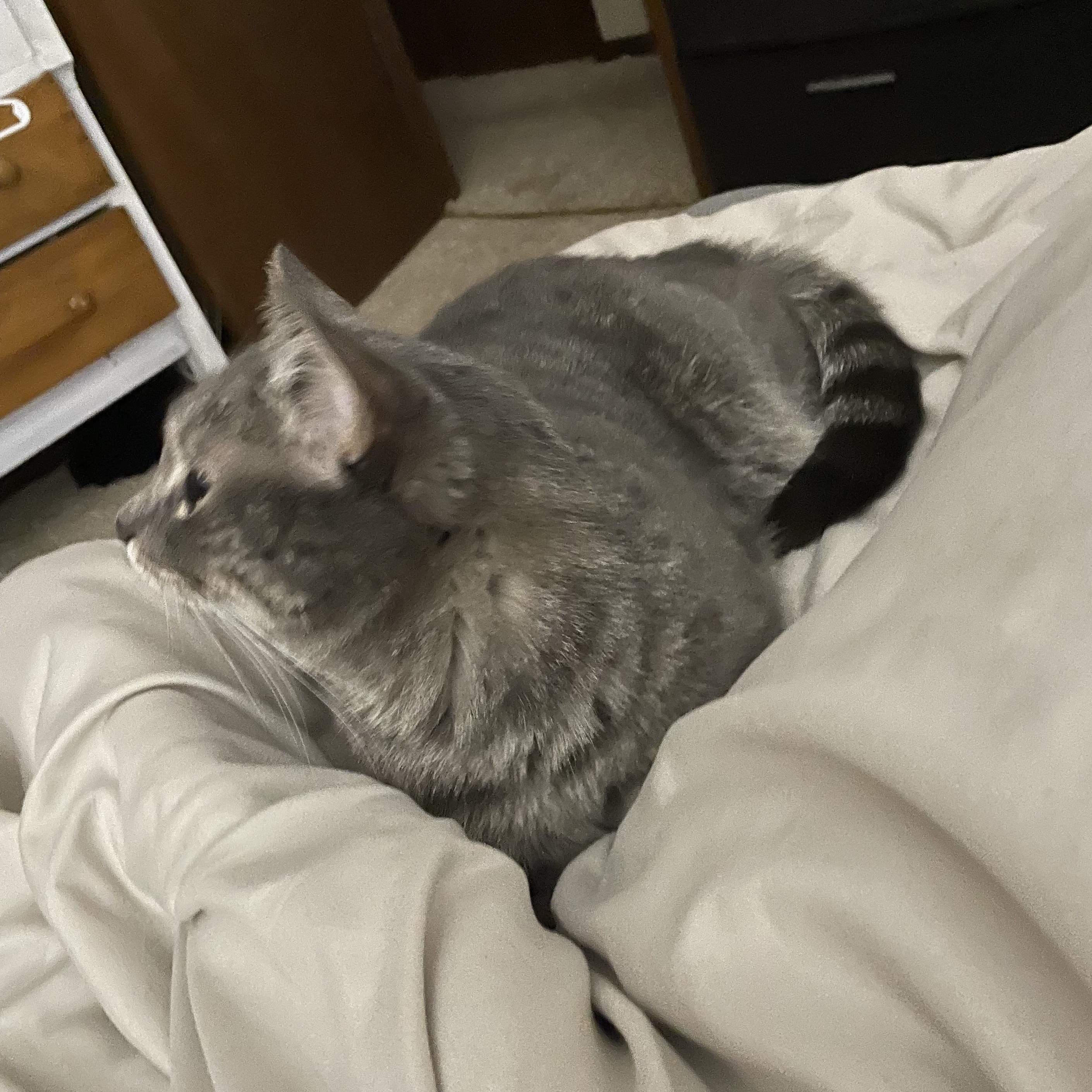 Jordie, a Adopted Domestic Short Hair in Devils Lake, ND image 3/6