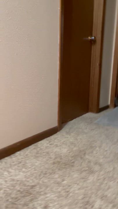 Enlarge Jordie, a Adopted Domestic Short Hair in Devils Lake, ND video 5/6