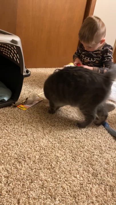 Enlarge Jordie, a Adopted Domestic Short Hair in Devils Lake, ND video 4/6