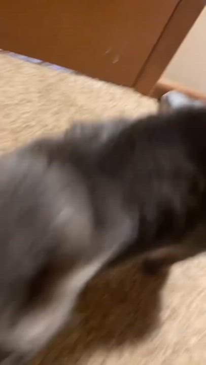 Enlarge Jordie, a Adopted Domestic Short Hair in Devils Lake, ND video 6/6