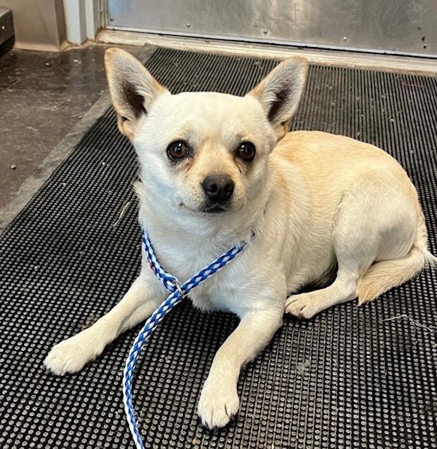 Enlarge Sebastian, a Adoptable Chihuahua in Boone, CO image 1/1