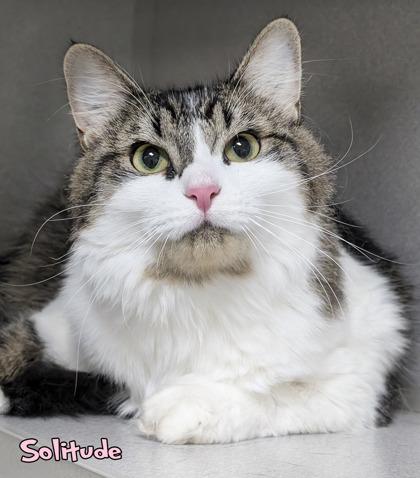 Enlarge Solitude, a Adoptable mixed breed in Mason, MI image 1/1