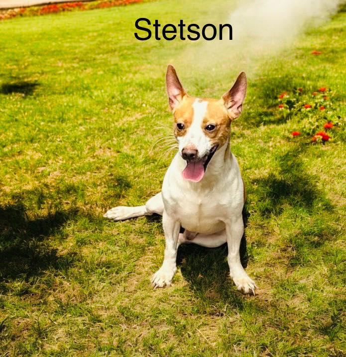 Stetson — thumbnail 2