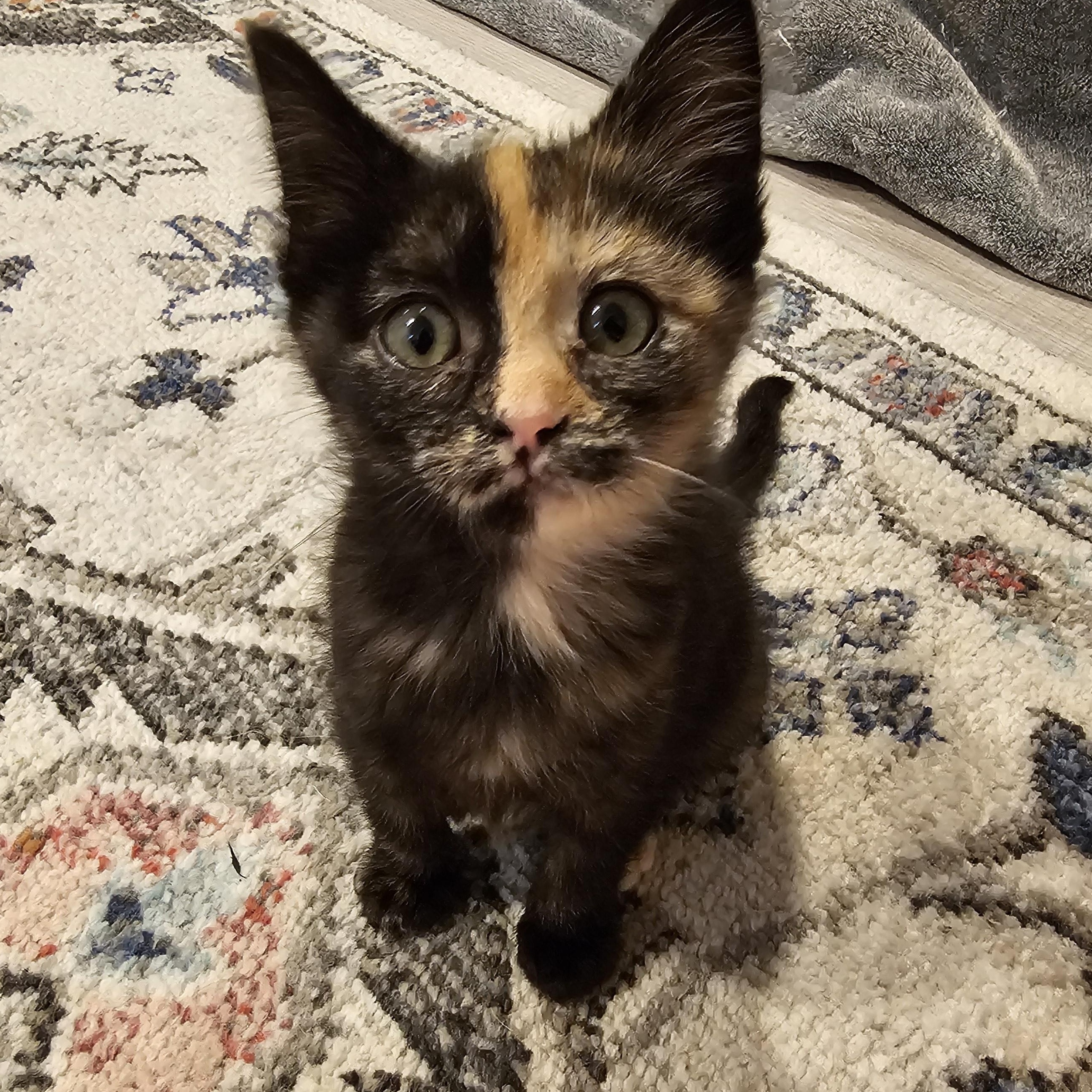Lady Pinkerbean