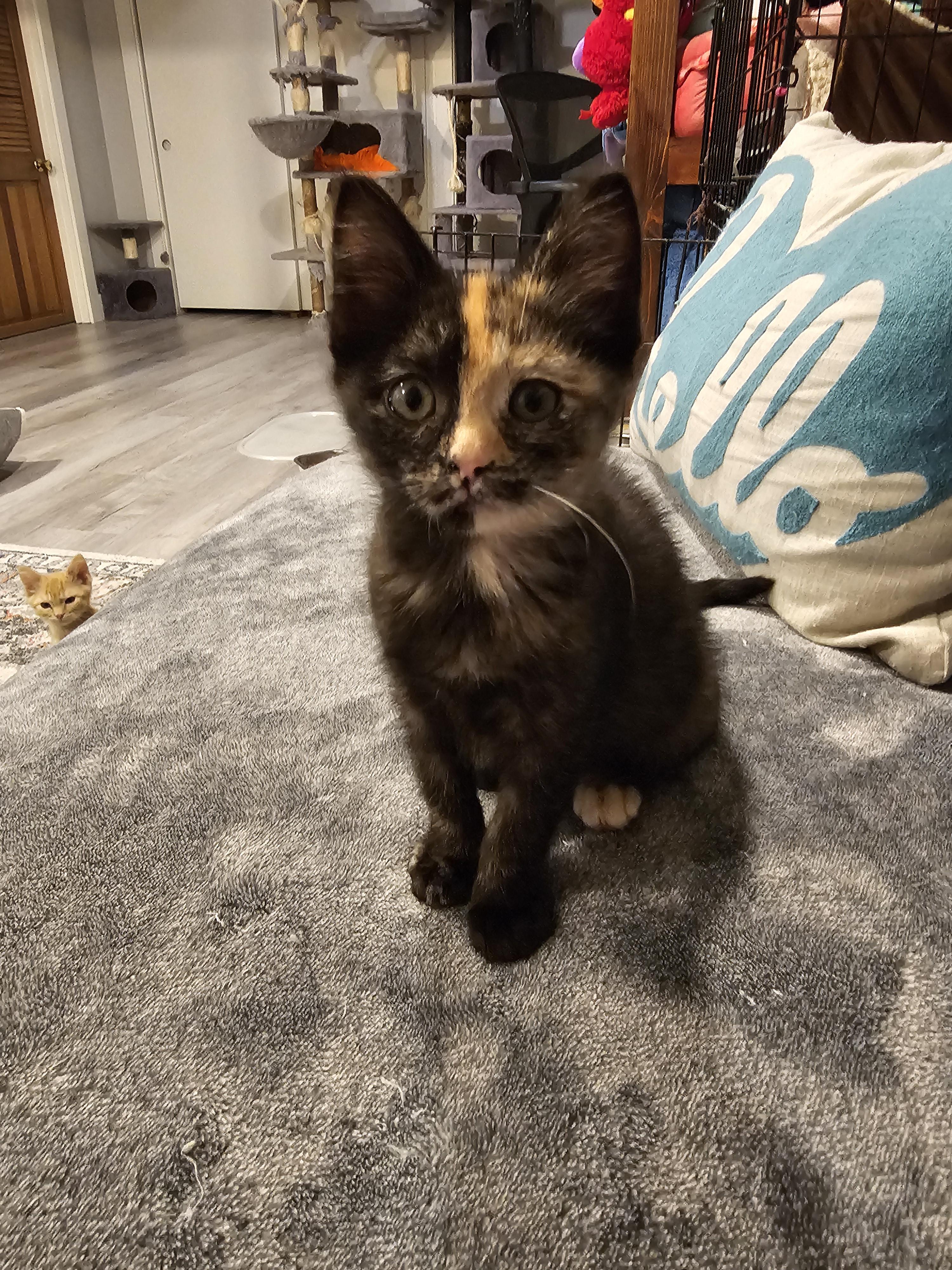 Lady Pinkerbean