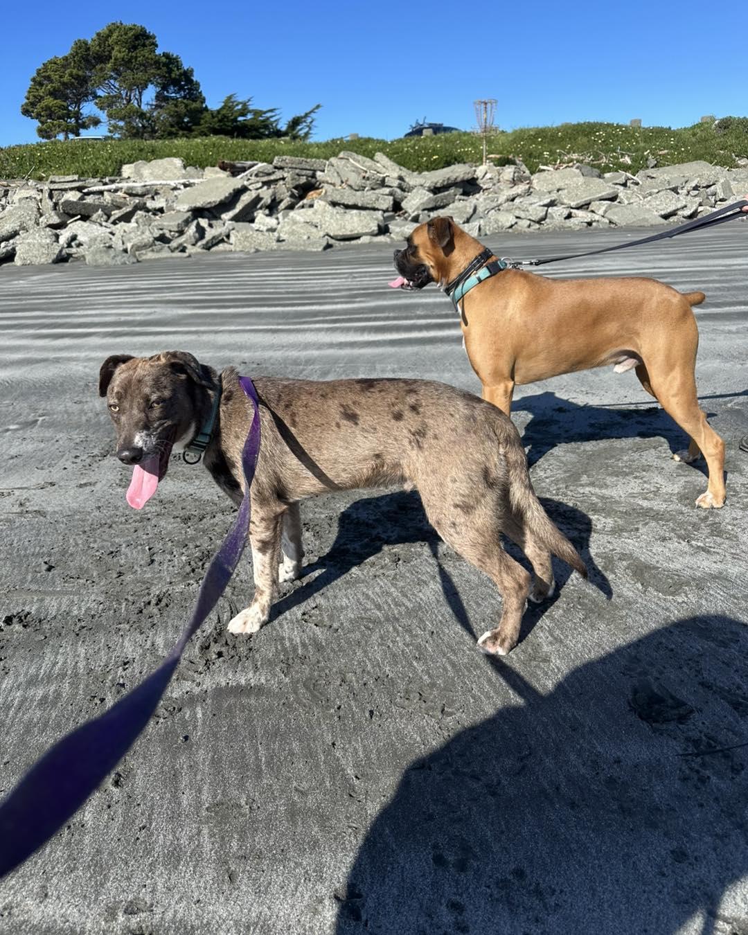 Mickey, a ADOPTABLE mixed breed in Crescent city, CA image 6/6