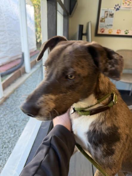 Mickey, a ADOPTABLE mixed breed in Crescent city, CA image 4/6