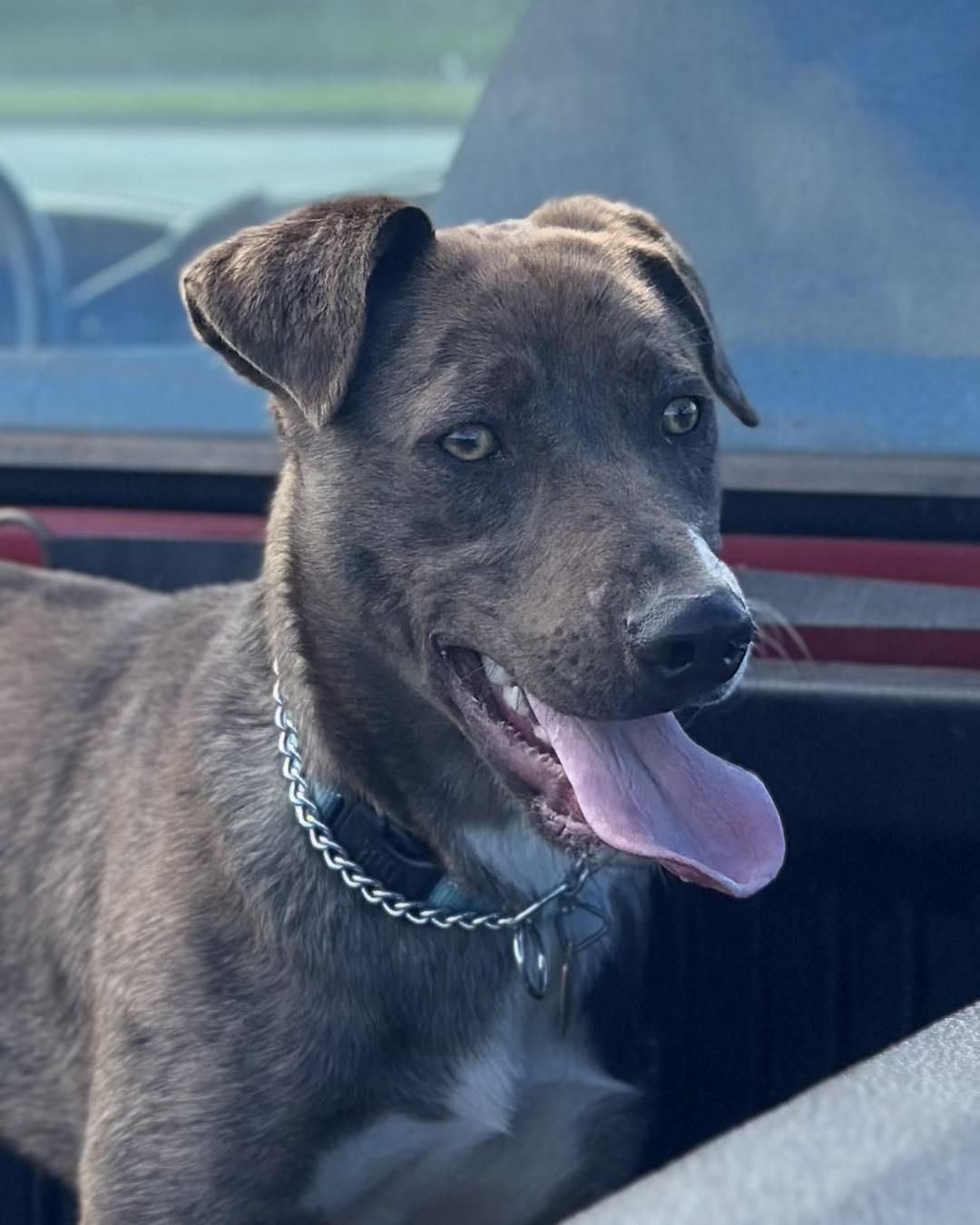 Mickey, a ADOPTABLE mixed breed in Crescent city, CA image 5/6