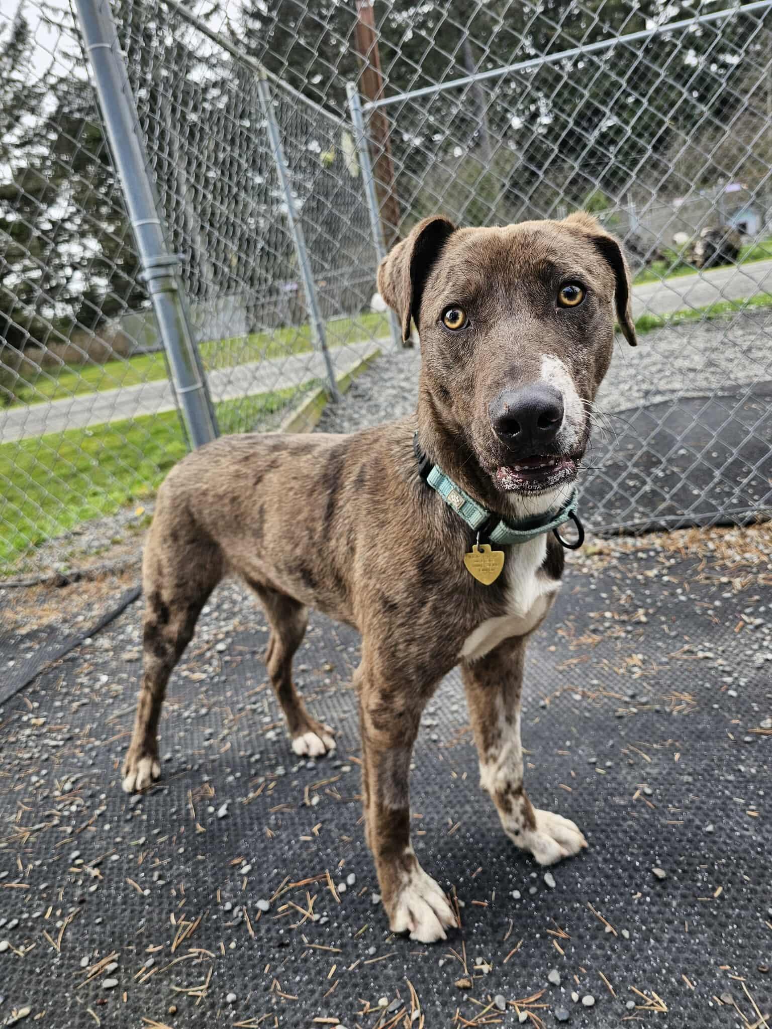 Mickey, a ADOPTABLE mixed breed in Crescent city, CA image 3/6
