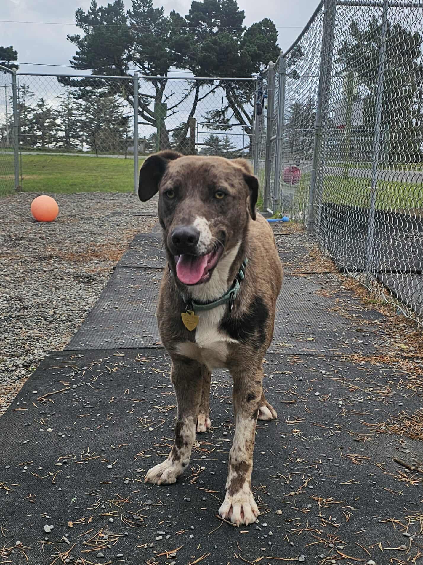 Mickey, ADOPTABLE, Young Male Cattle Dog.