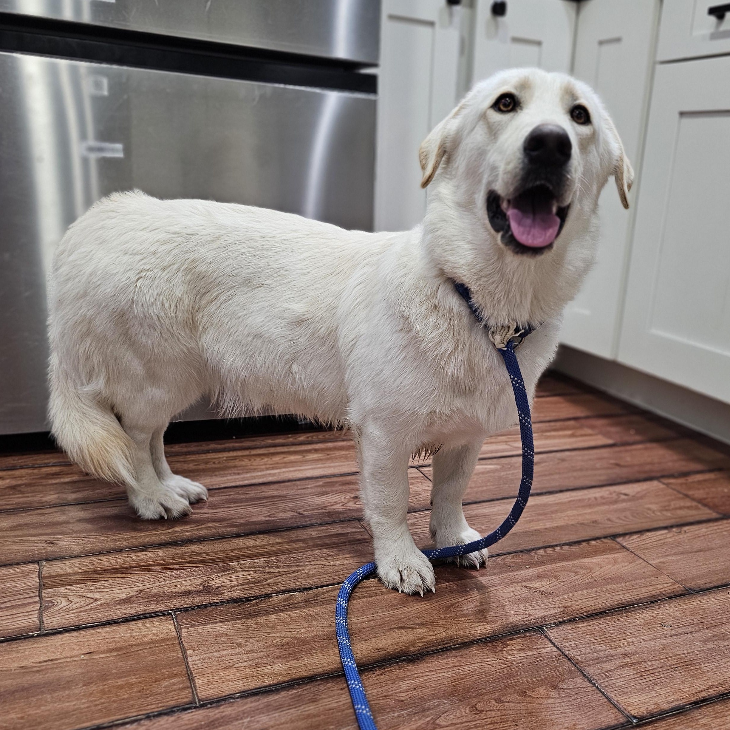 Enlarge Eleanor , an adopted mixed breed in O Fallon, IL image 1/6