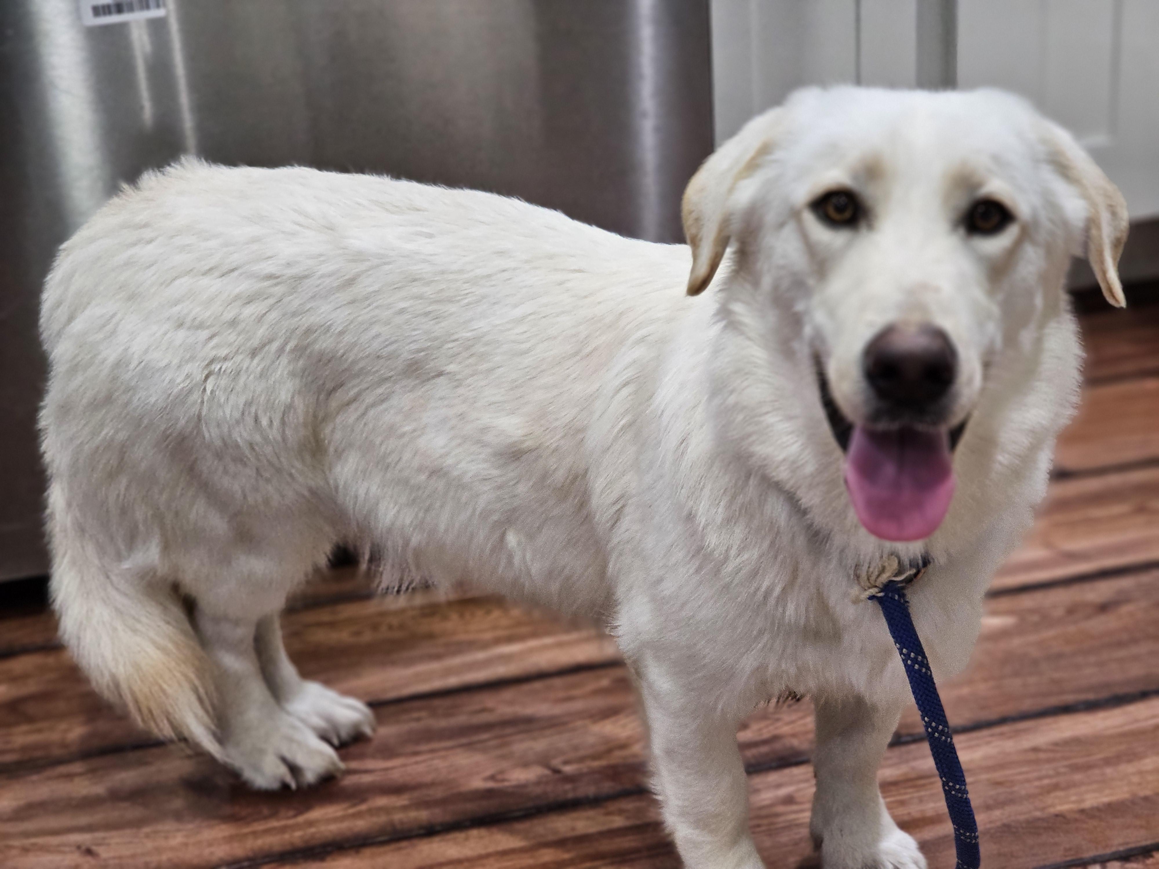 Enlarge Eleanor , an adopted mixed breed in O Fallon, IL image 2/6
