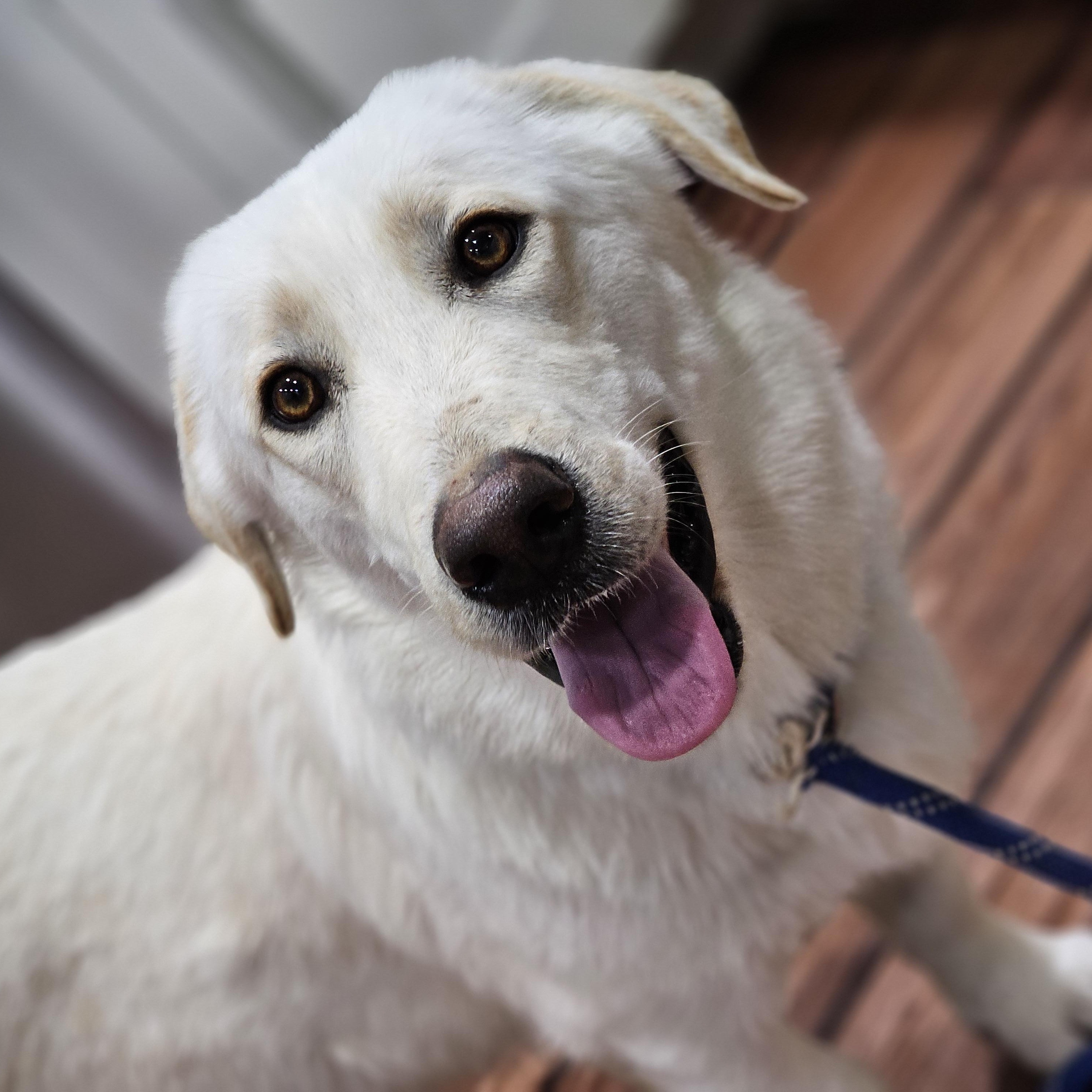Enlarge Eleanor , an adopted mixed breed in O Fallon, IL image 3/6